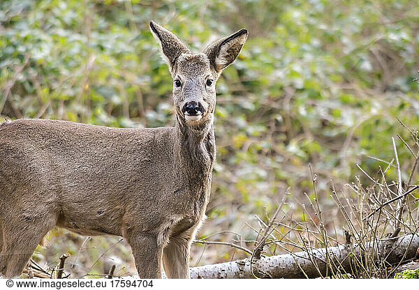 Portrait of roe deer (Capreolus capreolus) standing outdoors