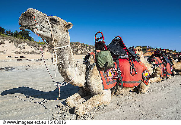 Portrait of saddled camel  Cable Beach  Broome  Western Australia
