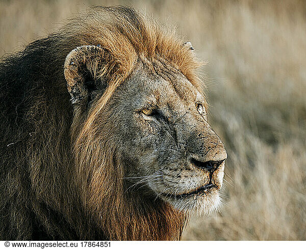 Portrait of scarred male lion  Kruger National Park  South Africa