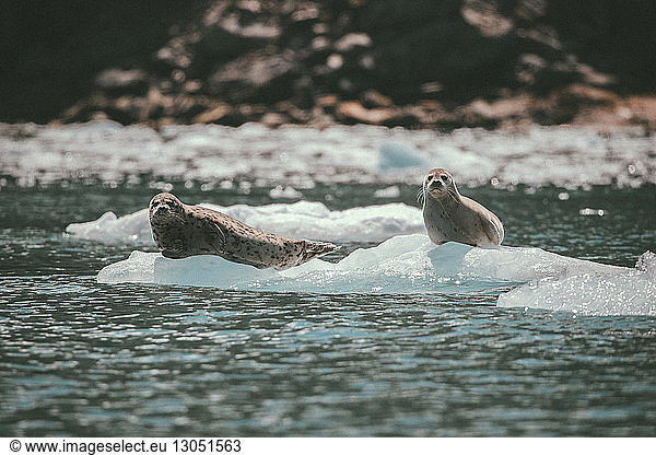 Portrait of sea lions on ice in sea at Kenai Fjords National Park