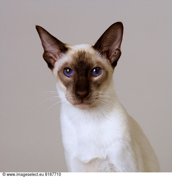 Portrait of Seal Point Siamese