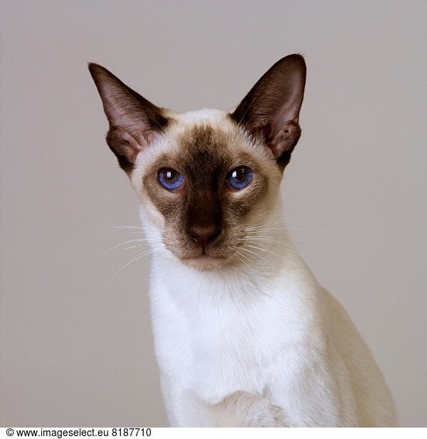 Portrait of Seal Point Siamese Portrait of Seal Point Siamese,carnivore ...