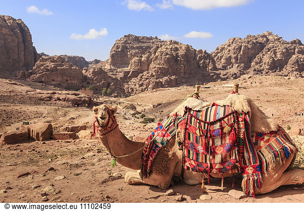 Portrait of seated camel with colourful rugs  view to City of Petra ruins  Petra  UNESCO World Heritage Site  Jordan  Middle East