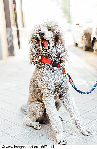 Portrait of sitting poodle opening his mouth in the city
