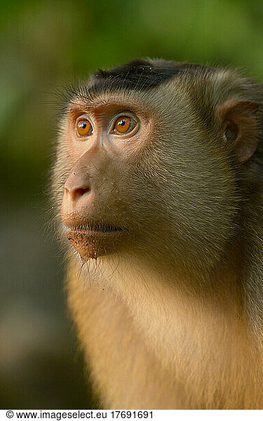 Portrait of Southern Pig-tailed macaque - Malaysia