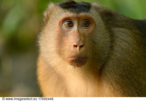 Portrait of Southern Pig-tailed macaque - Malaysia