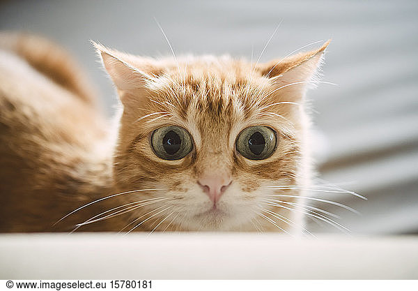 Portrait of starring ginger cat