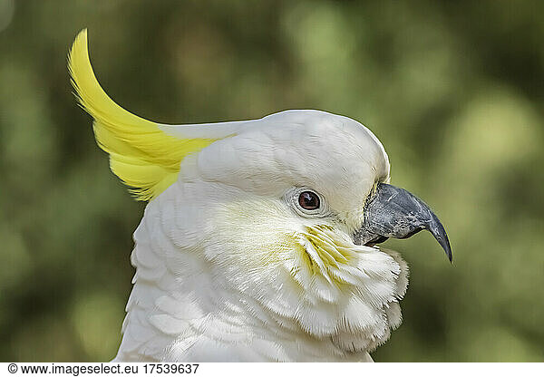 Portrait of sulphur-crested cockatoo (Cacatua galerita)