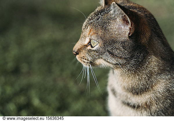 Portrait of tabby cat looking at distance outdoors