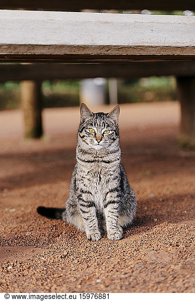 Portrait of tabby cat outdoors