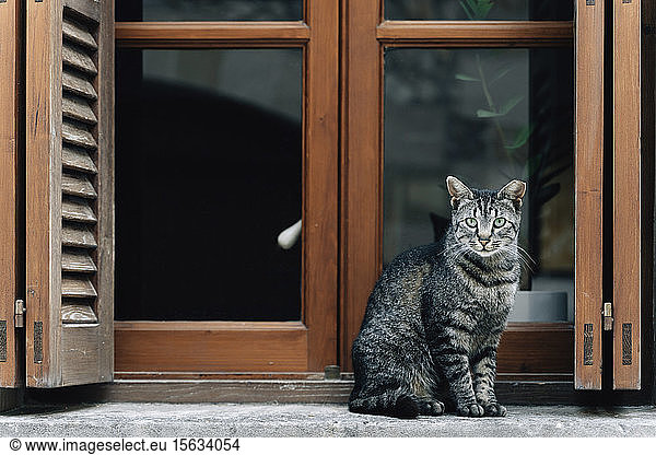 Portrait of tabby cat sitting on window sill