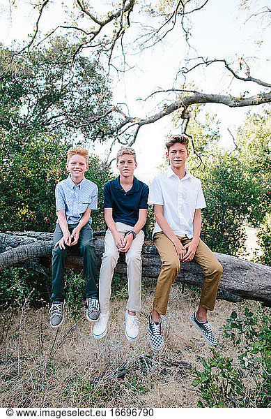 Portrait Of Three Handsome Boys Sitting On A Tree Branch