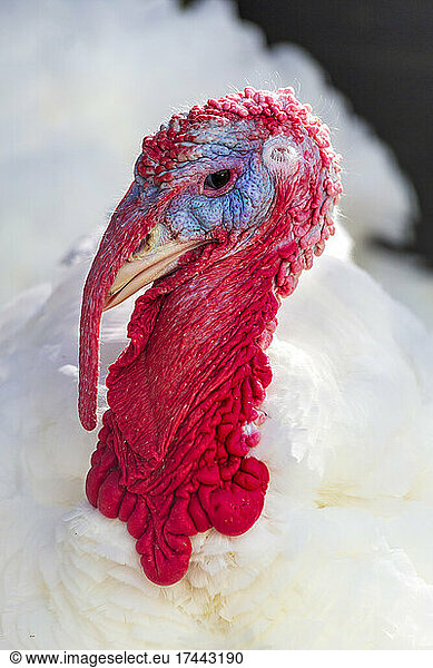 Portrait of turkey looking at camera
