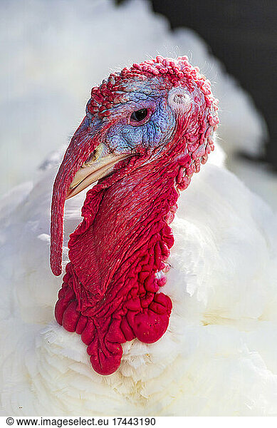 Portrait Of Turkey Looking At Camera Portrait Of Turkey Looking At 