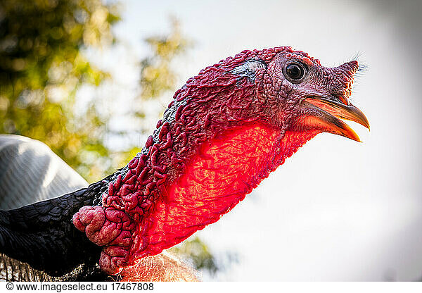 Portrait of turkey looking away from camera