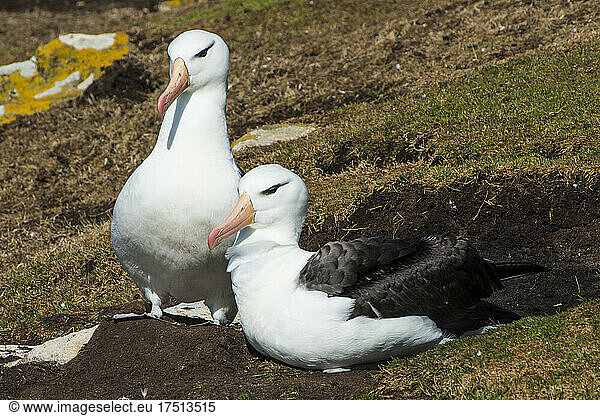 Portrait of two black-browed albatrosses (Thalassarche melanophris)