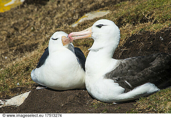 Portrait of two black-browed albatrosses (Thalassarche melanophris) touching with beaks