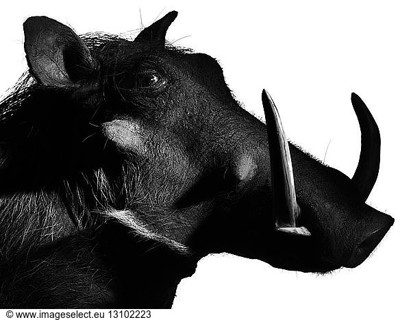 Portrait of warthog on white background