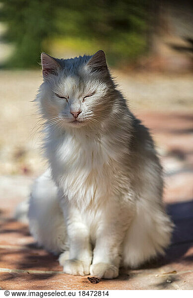 Portrait of white cat sitting outdoors with closed eyes