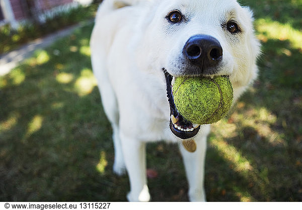 Portrait of white dog holding ball in mouth while standing in yard