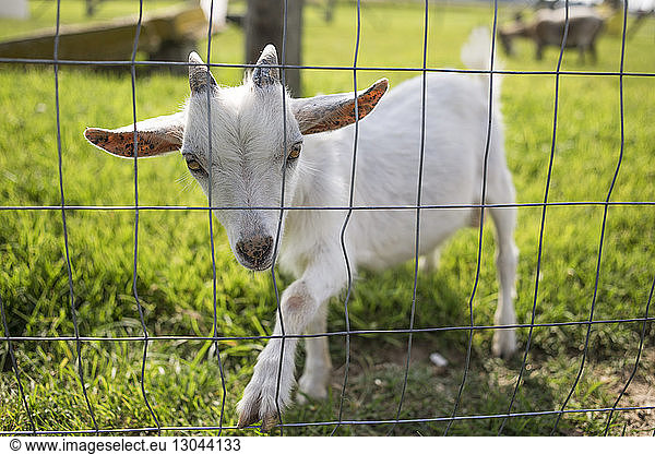 Portrait of white goat kid by fence on grassy field