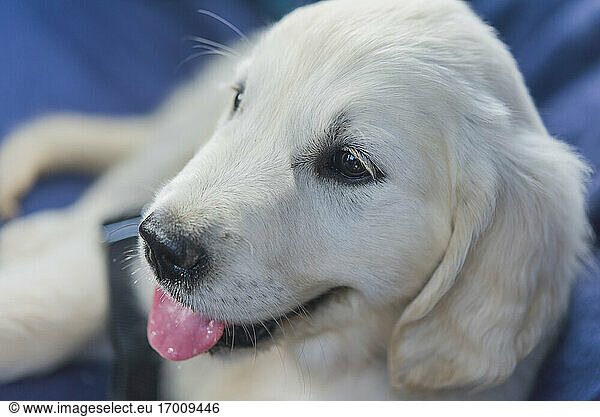 Portrait of white puppy sticking out tongue
