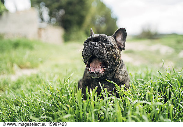 Portrait of yawning bulldog lying on a meadow