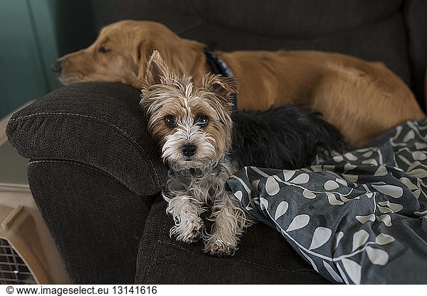 Portrait of Yorkshire Terrier by sleeping dog on sofa at home