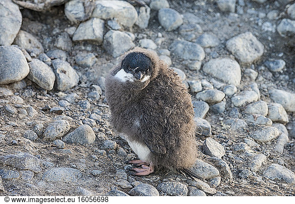 Portrait of young Adelie penguin (Pygoscelis adeliae) standing on rocks