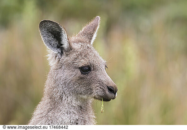 Portrait of young eastern grey kangaroo (Macropus giganteus) looking away