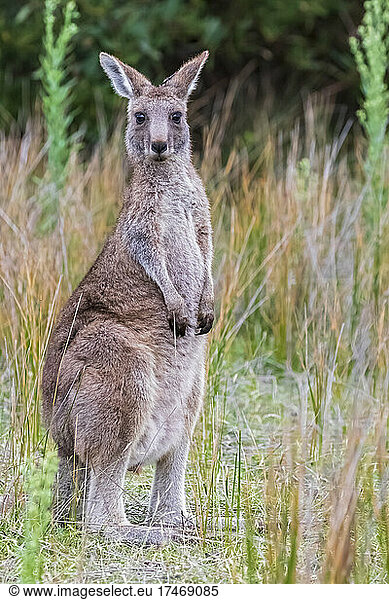 Portrait of young eastern grey kangaroo (Macropus giganteus) looking straight at camera