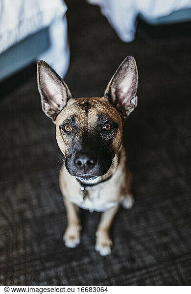 Portrait of young German Shepard Mix dog in hotel room