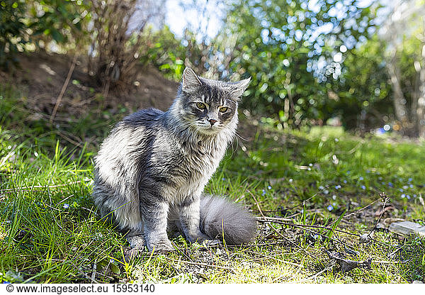Portrait of young gray cat sitting on grass