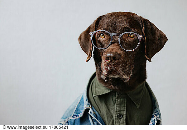 Portrait retriever in a shirt and denim jacket with glasses.