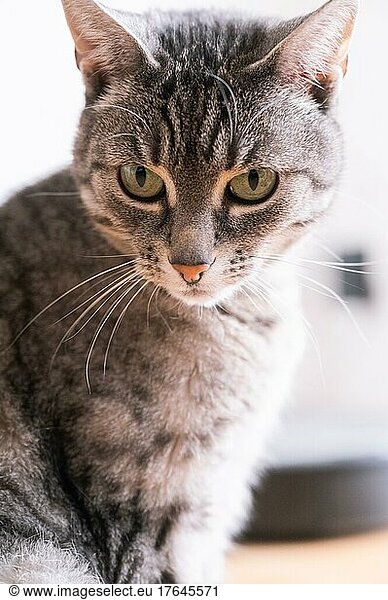 Portrait von einer Katze (europäische Kurzhaar Katze) mit grauem Fell und grünen Augen  Hannover  Niedersachsen  Deutschland