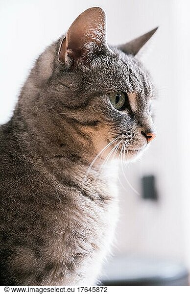 Portrait von einer Katze (europäische Kurzhaar Katze) mit grauem Fell und grünen Augen  Hannover  Niedersachsen  Deutschland