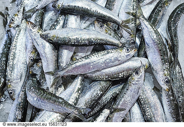 Portugal  Alentejo  Vila NovaÂ deÂ Milfontes  Heap of fresh sardines