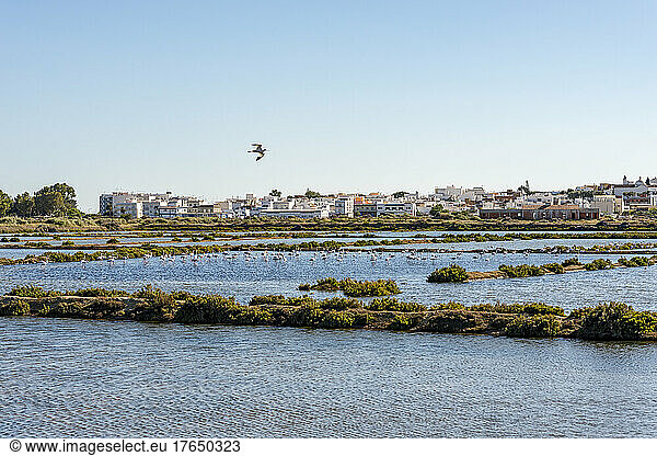 Portugal  Algarve  Fuseta  Flamingos in coastal salt evaporation ponds