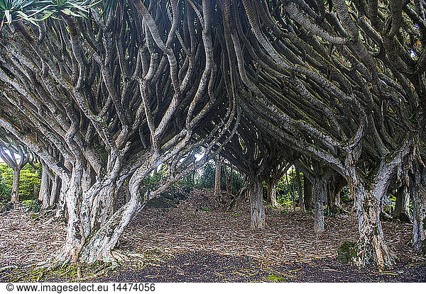 Portugal  Azoren  Insel Pico  Weinmuseum  Drachenbäume  Dracaena draco