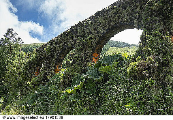Portugal  Azores  Green flora overgrowing Muro das Nove Janelas aqueduct