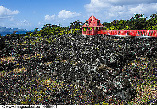Portugal  Azores  Island of Pico  Wine museum  Red walkway in the vineyards