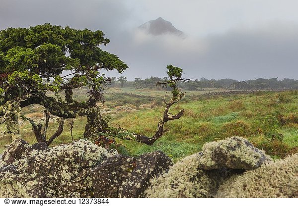 Portugal Azores Pico Landscape of the island with peak Pico mountain on background.