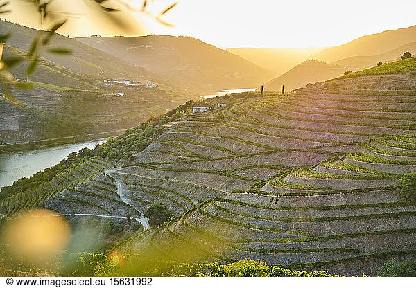 Portugal  Douro Valley  terraced vineyard overlooking Douro river