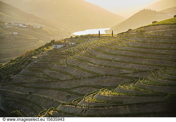 Portugal  Douro Valley  terraced vineyard overlooking Douro river