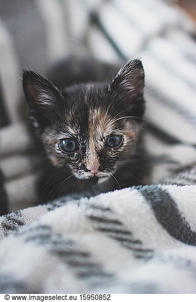 Portugal  Porträt eines süßen  auf einer Decke liegenden Kätzchens
