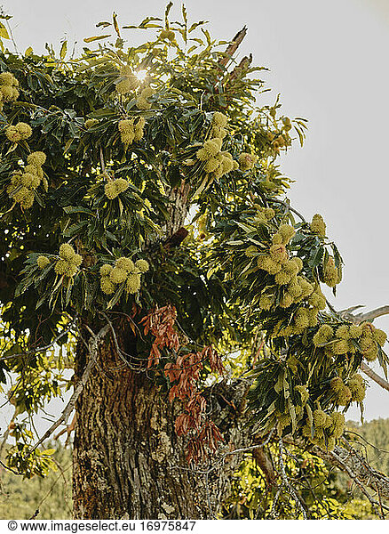 Portugiesischer Kastanienbaum auf dem Lande