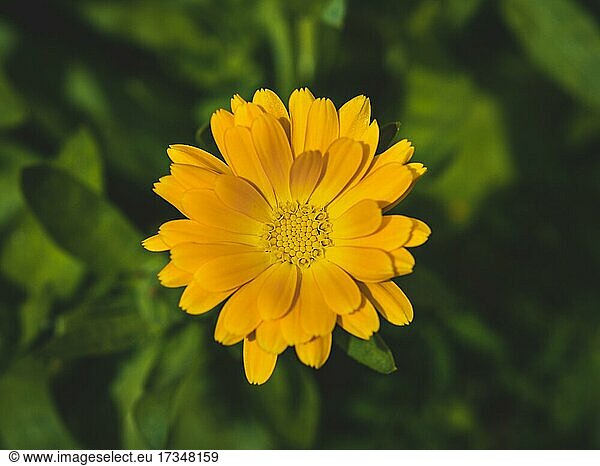 Pot Marigold (Calendula officinalis)  yellow flower closeup  single flower in nature  Poland  Europe
