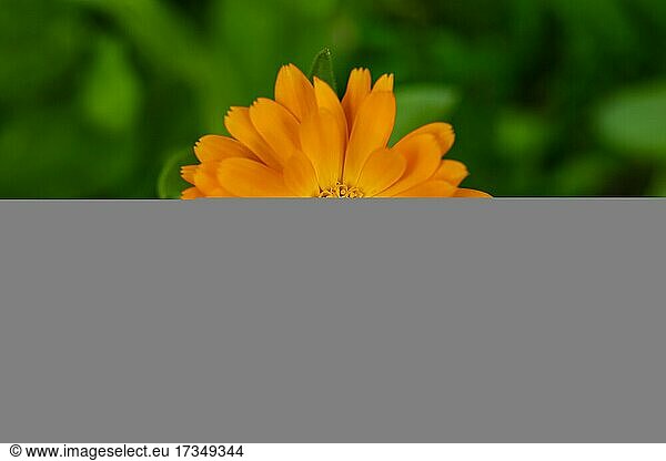 Pot Marigold (Calendula officinalis)  yellow flower closeup  single flower in nature  Poland  Europe