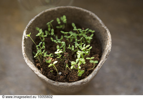 Pot of seedlings