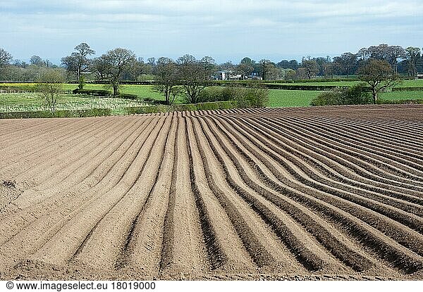 Potato (Solanum tuberosum) crop  ridged field  Eaton  Cheshire  England  United Kingdom  Europe